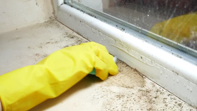 Best Forensic Mold Investigation  in Terville, WA